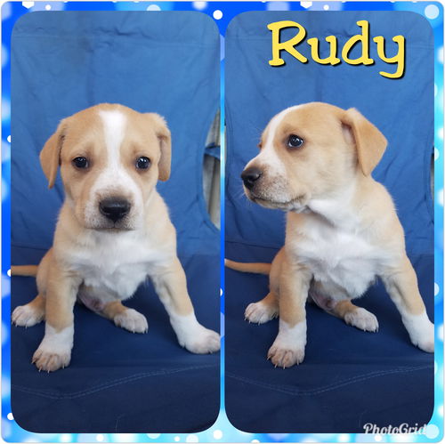 Rudy