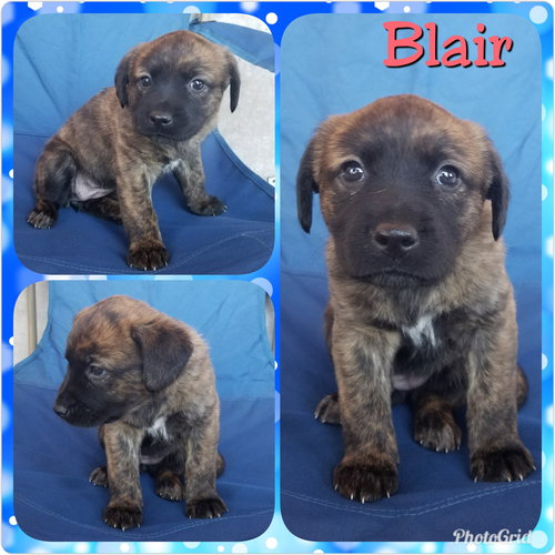 Blair