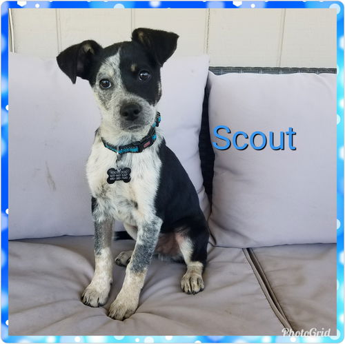 Scout