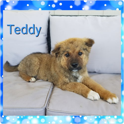 Teddy