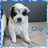 Chip