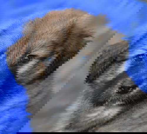 Chewie