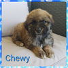Chewie