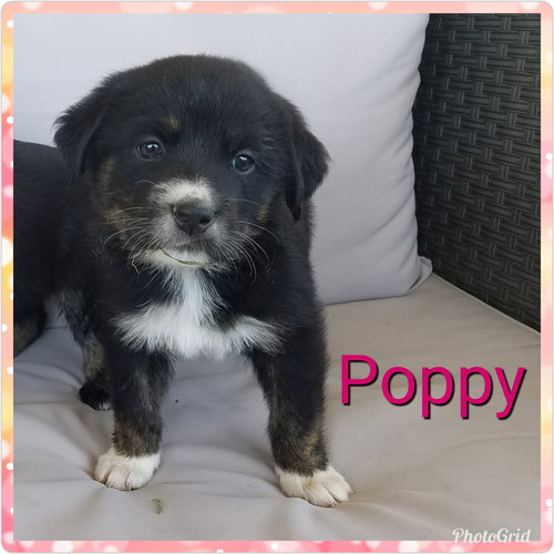 Poppy