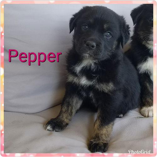 Pepper