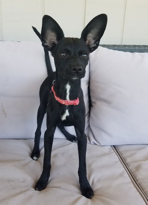Roo