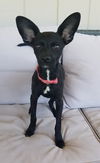 Roo