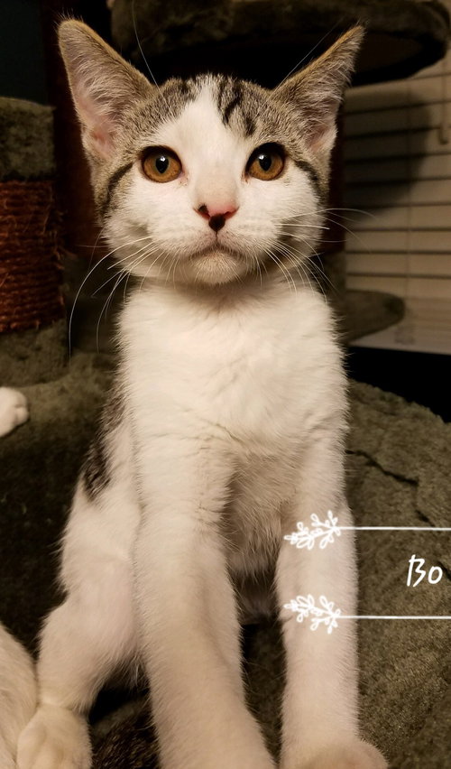 Bo