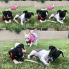 Betty Boop