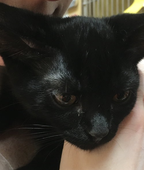 Blackie