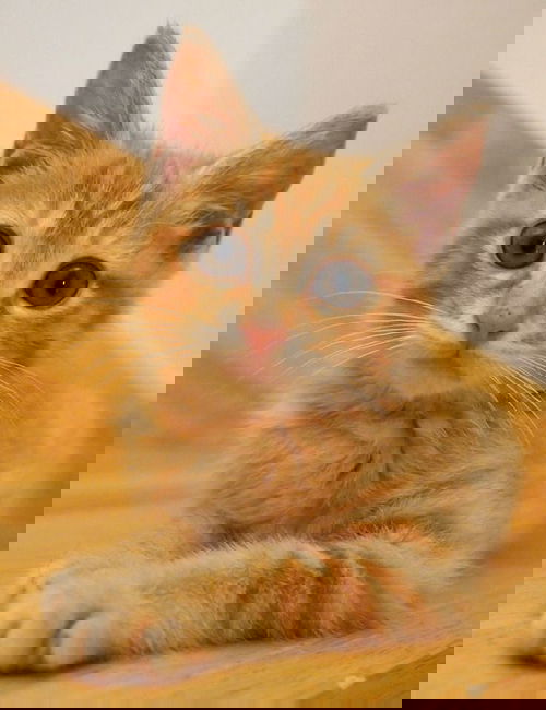 Cheddar