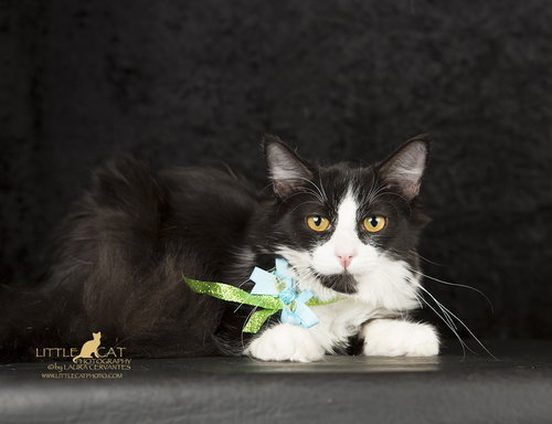 Sylvester