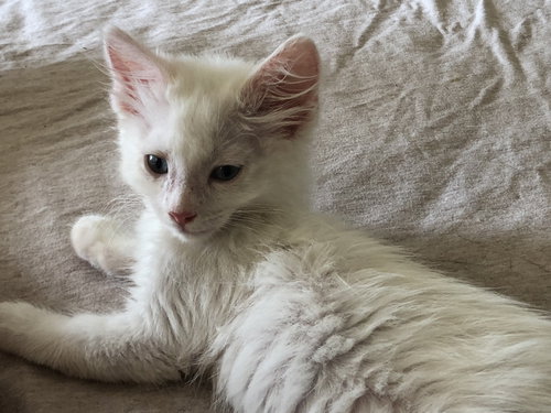 Blanco