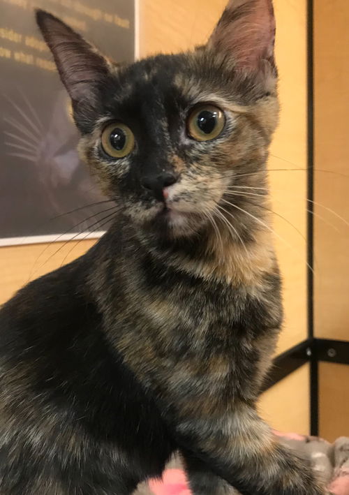 Coco