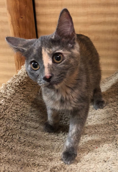 Biscotti