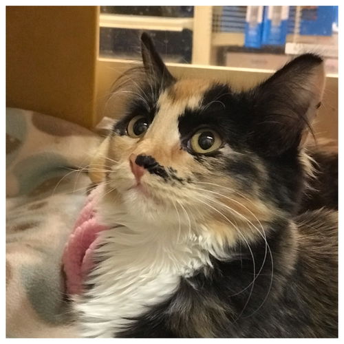 Stella