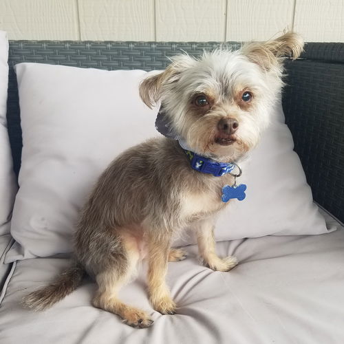 Chewie