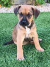 Bodie