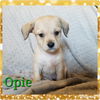 Opie