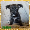 Sallie