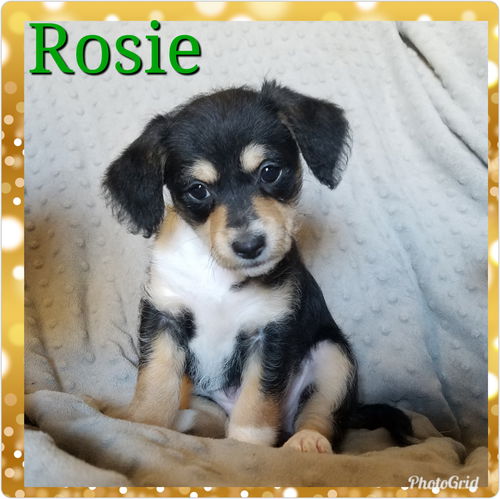 Rosie