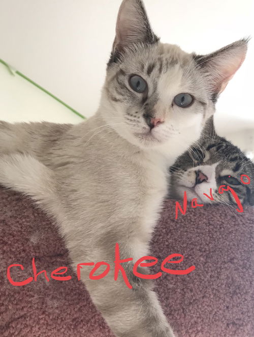 Cherokee
