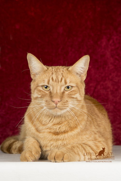 Wilbur