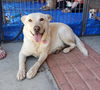 Wrigley