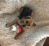 Dixie