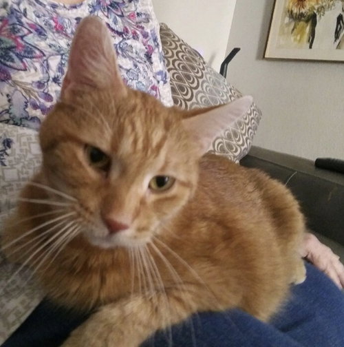 Butterscotch