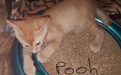 Pooh
