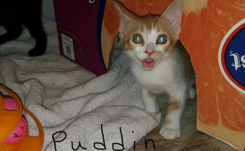 Puddin