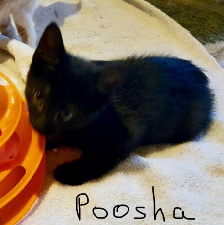 Poosha