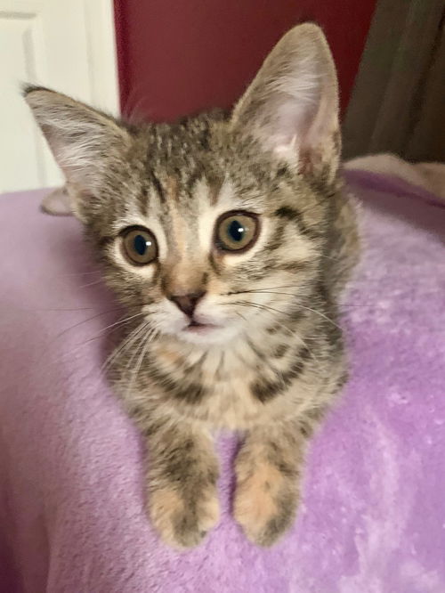 Lily