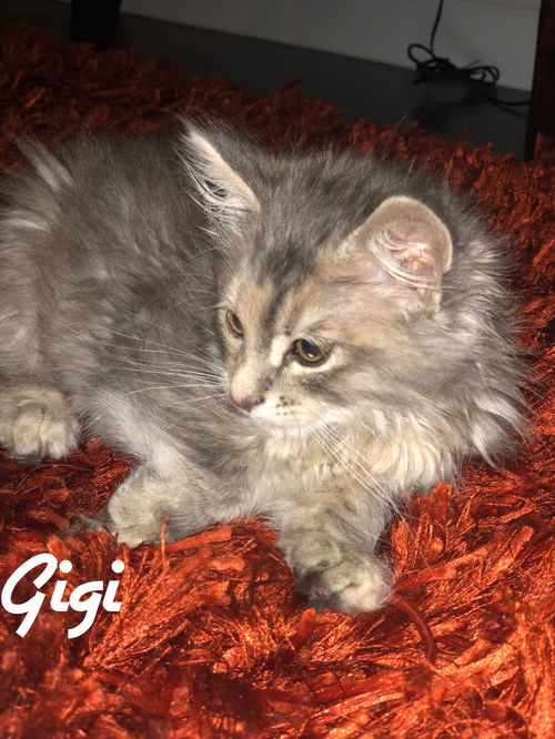 Gigi