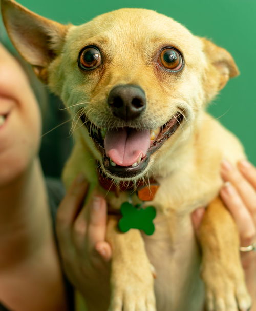 Rufus