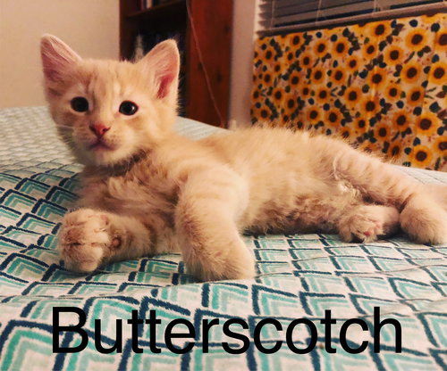 Butterscotch
