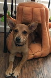 Swiper