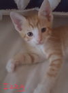 Izzy
