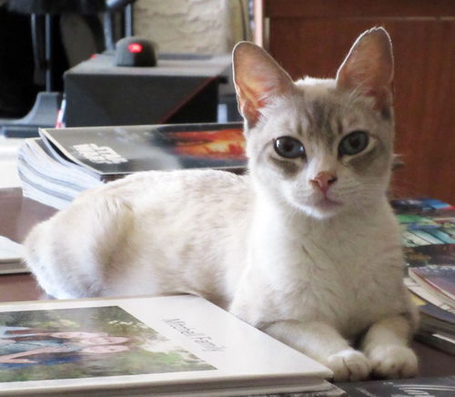 Lily