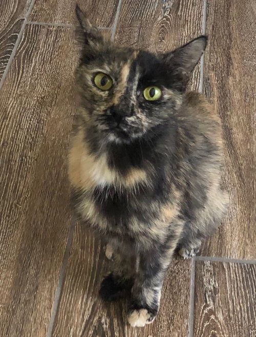 Praline