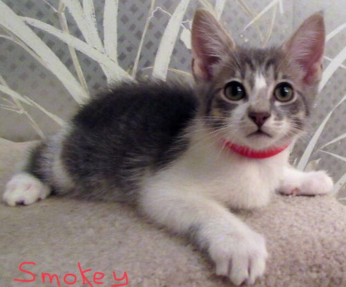Smokey