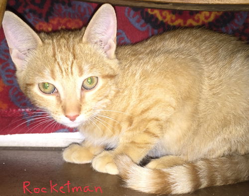 Rocketman