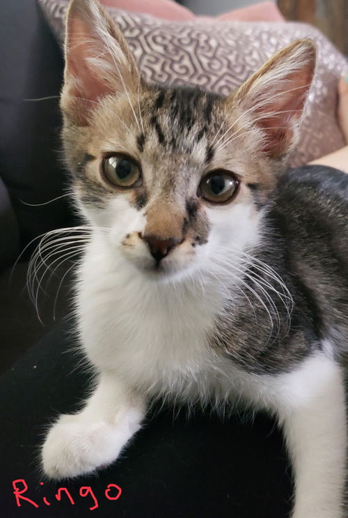 Ringo