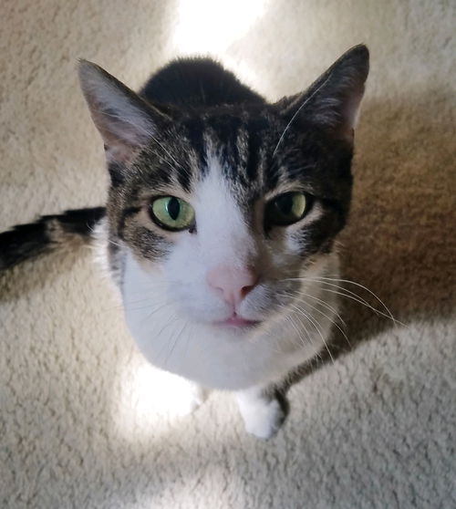 Roscoe