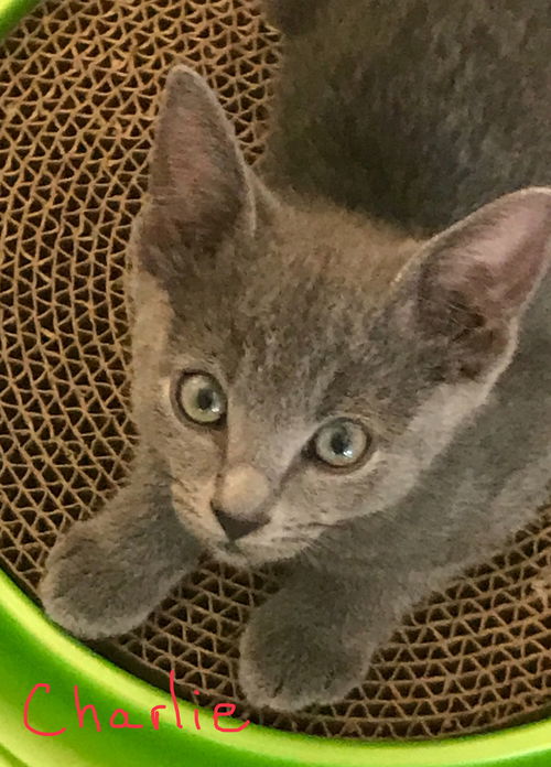 Charlie