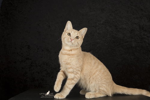 Remy