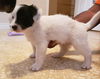 Wiggle