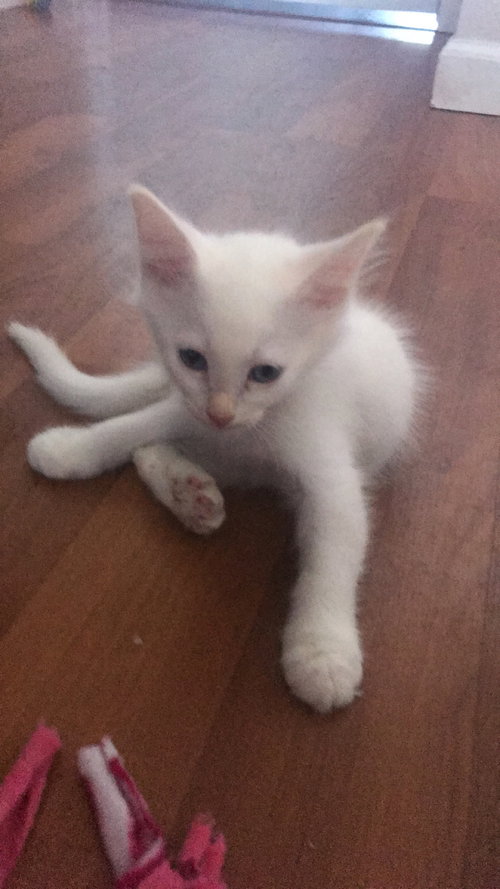 Bianco