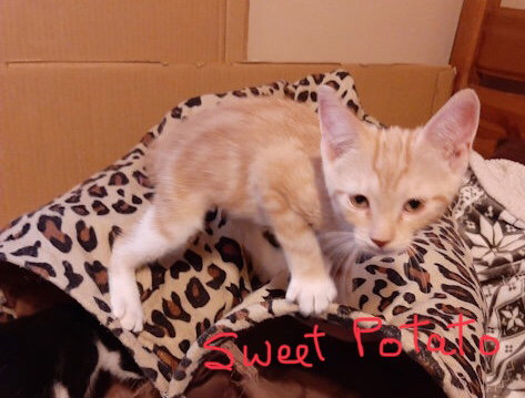Sweet Potato